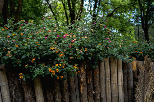a wooden fence with a bunch of flowers growing on it