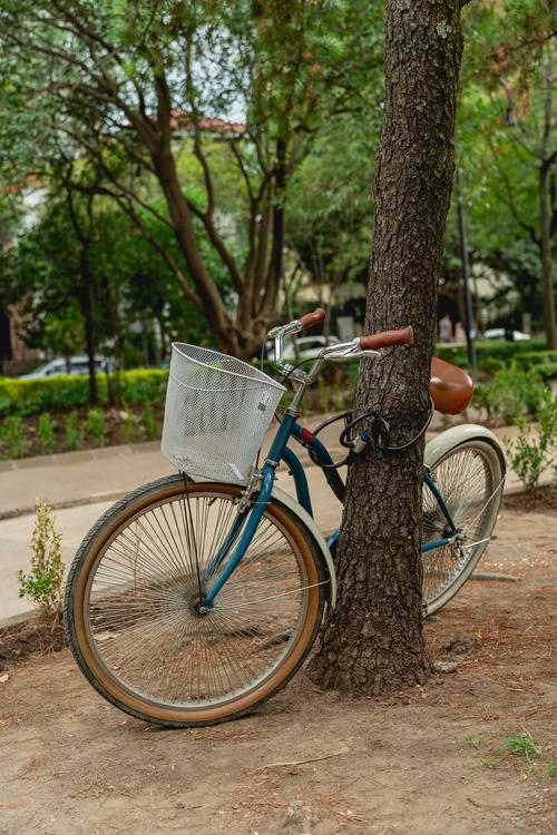 a bicycle leaning against a tree on a sidewalk