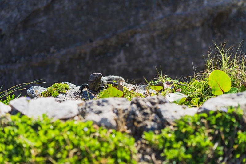 A Tulum iguana perched on a rock near a Mexico cliff.