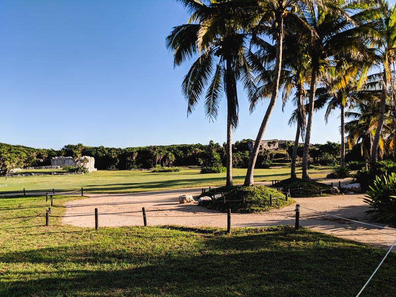 A green grassy area with palm trees in Tulum, Mexico.