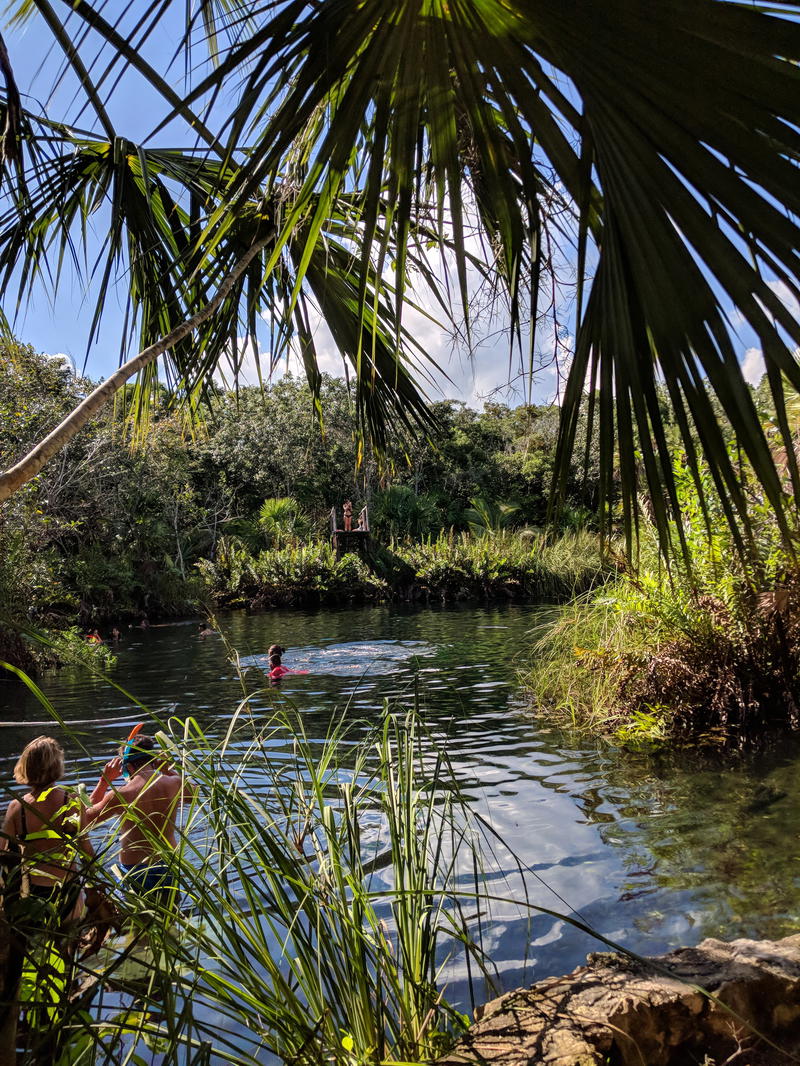 A group of people are swimming in a river near a palm tree in Tulum, Mexico.