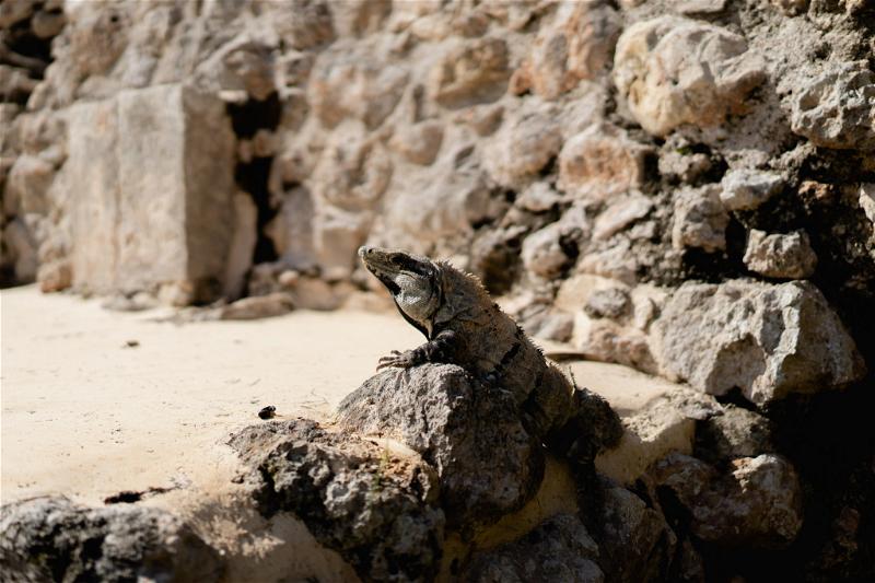An iguana perched on a rock in Uxmal, Mexico.