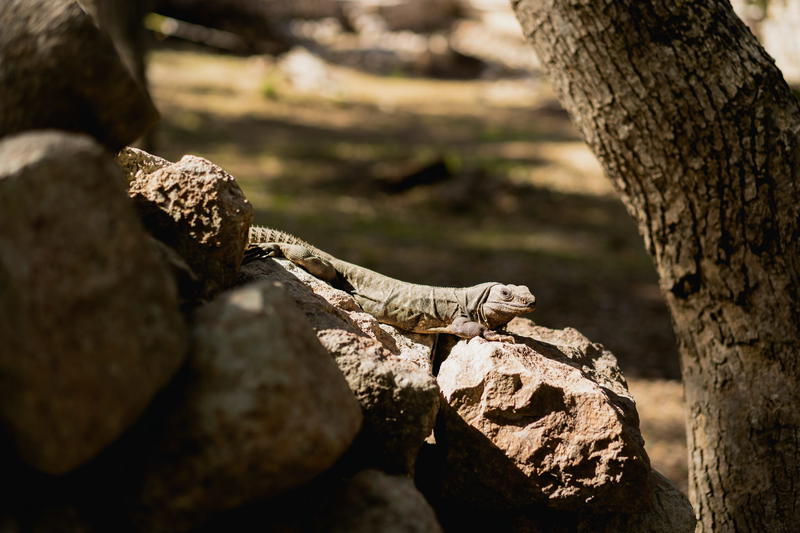 A lizard is sitting on a rock in Mexico.