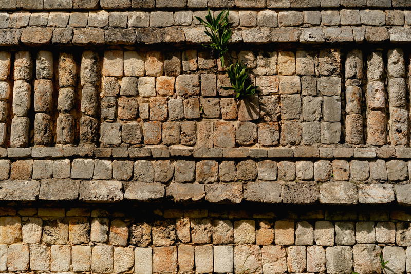 A stone wall with a plant growing out of it in Uxmal, Mexico.