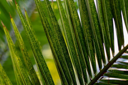 A close up of a palm leaf in Mexico.