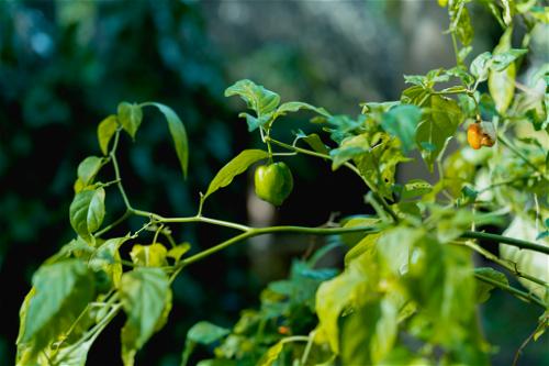 Green peppers growing on a plant in a garden in Uxmal, Mexico.