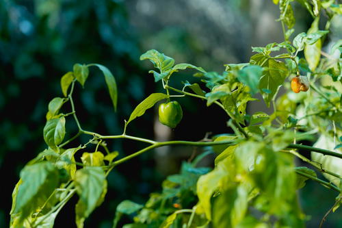 Green peppers growing on a plant in a garden in Uxmal, Mexico.