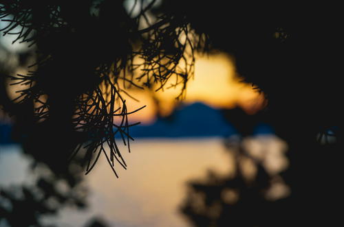 A close up of a pine tree with a sunset in the background