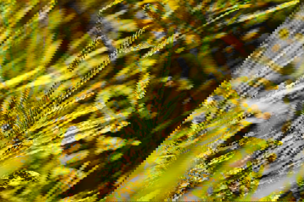 Close up of green and yellow spotted field plant in Indein Myanmar