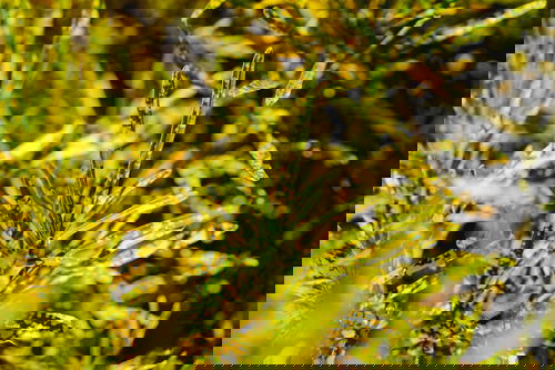 A close up of a yellow flower in Myanmar (Burma).