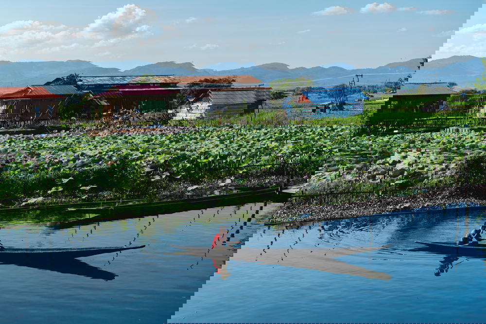 Burmese man rowing a wooden boat next to the floating gardens of the lake communities at Inle Lake Myanmar