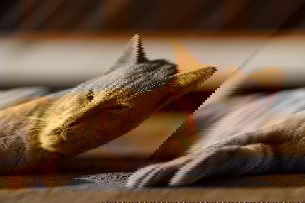 Yellow tabby cat laying down at a Buddhist monastery at Inle Lake Myanmar