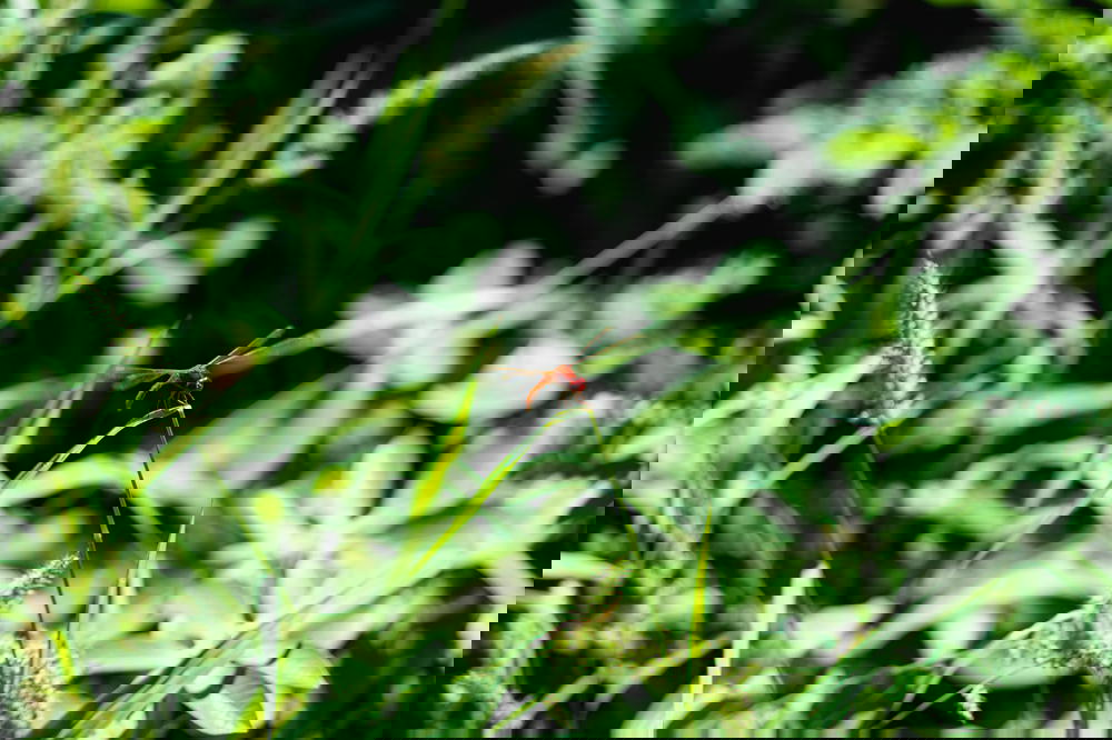 Small dragonfly landing on a green plant at Inle Lake Myanmar