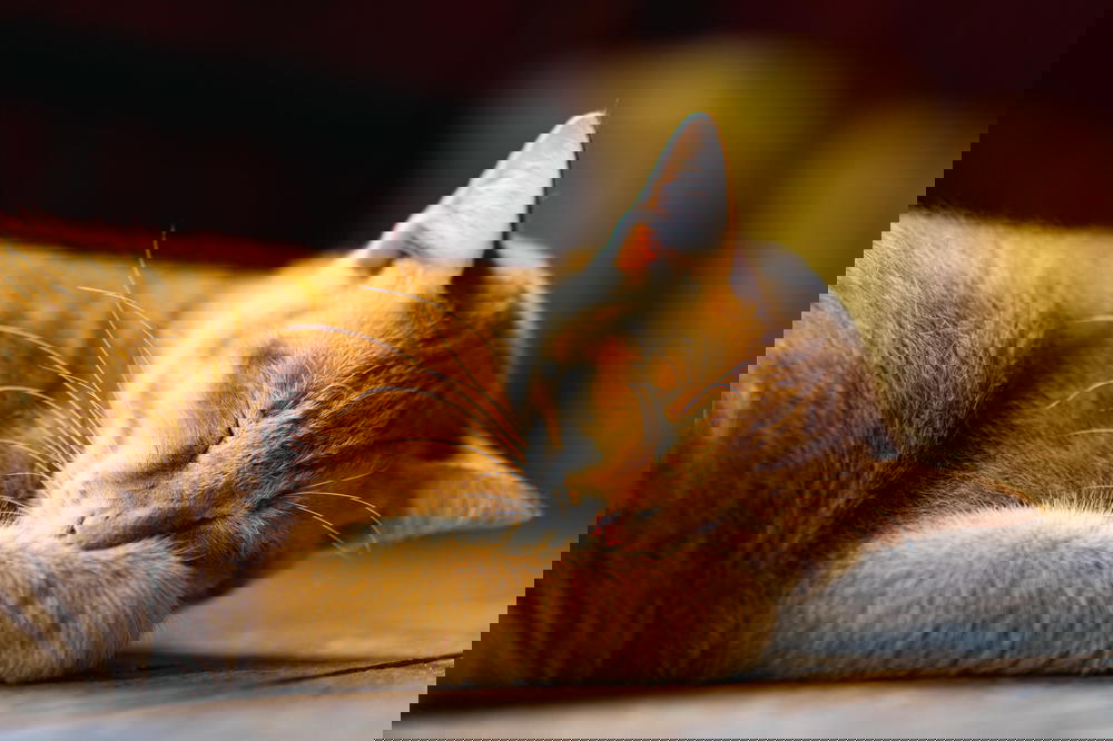 Sleeping cat taking a nap at Jumping Cat Monastery in Inle Lake Myanmar