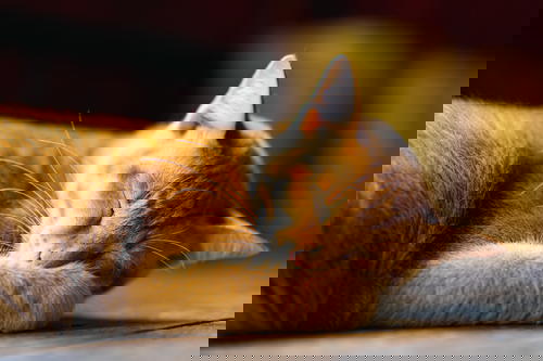 Fuzzy cat sleeping at Jumping Cat Monastery Inle Lake Myanmar
