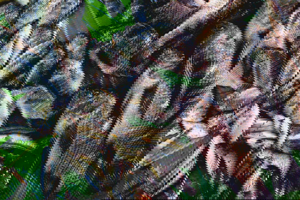 Fresh fish for sale at market stall of Nyaungshwe Myanmar village market in central downtown area