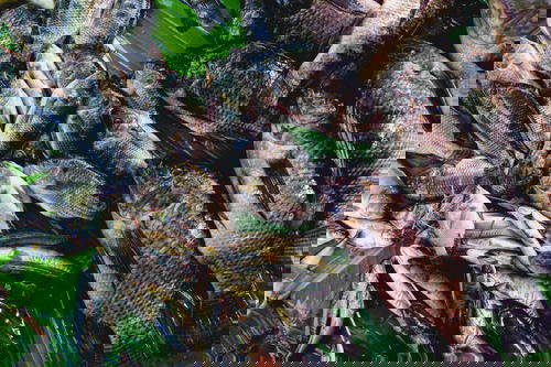 A bunch of fish on a banana leaf at Inle Lake.