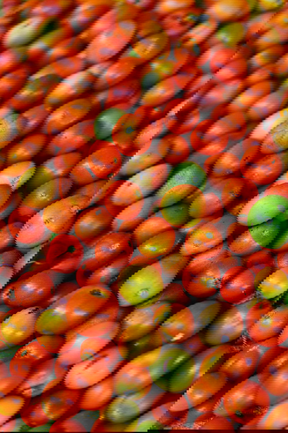Fresh heirloom tomatoes for sale at the town market in Nyaungshwe Myanmar