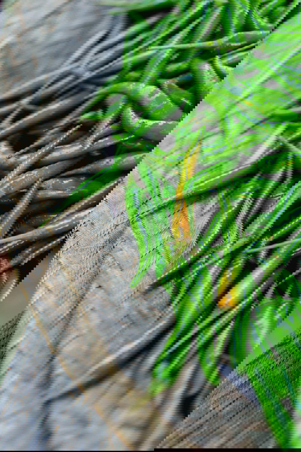Bright green chili peppers for sale on a woven mat in the village market of Nyaungshwe Myanmar