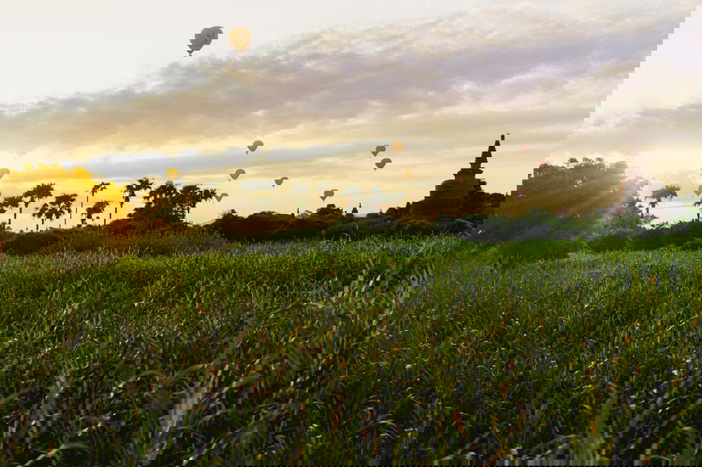 Sunrise views in a sea of grass at the Bagan UNESCO World Heritage Site in Myanmar