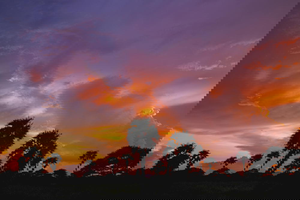Palm trees against a pink and purple sunrise sky in Bagan ancient area in Myanmar