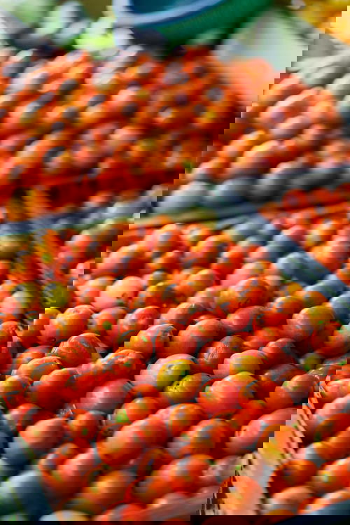 Red and Yellow Grape tomatoes for sale in plastic crates in a market
