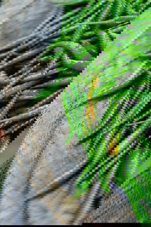 Green chiles for sale at the city market of Inle Lake Myanmar