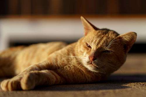 Cute cat at Jumping Cat Monastery in Inle Lake, Myanmar