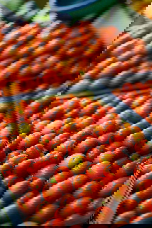 Red and Yellow Grape tomatoes for sale in plastic crates in a market