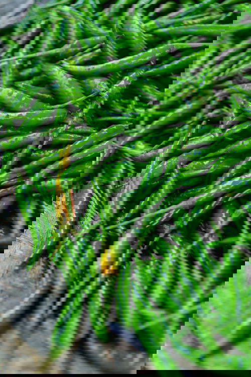 Fresh string beans produce at local market in Inle Lake, Myanmar