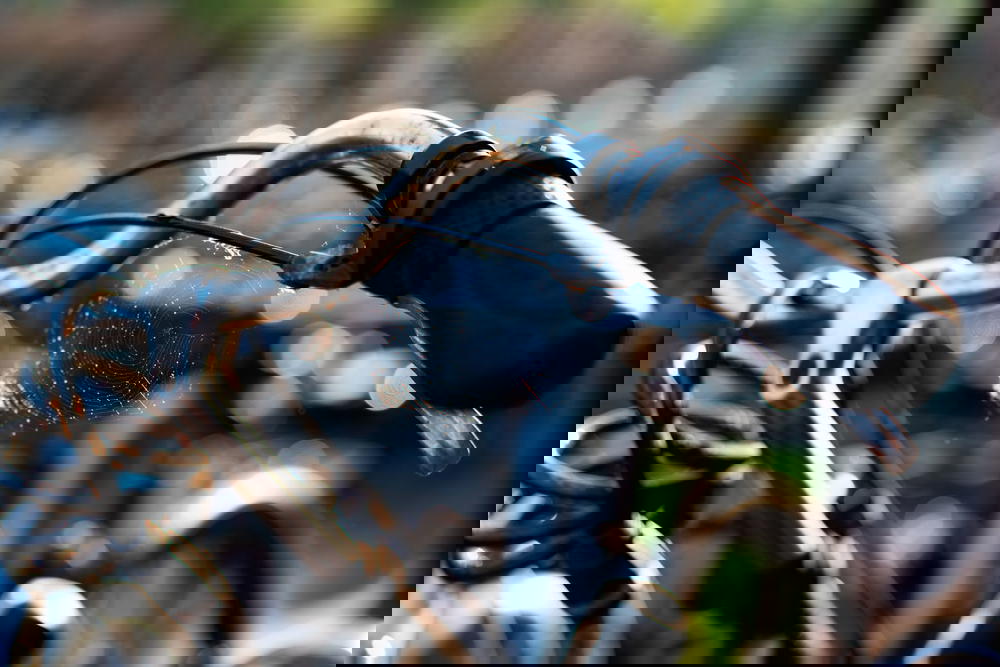 Old rusty bike with spider webs on the handlebars