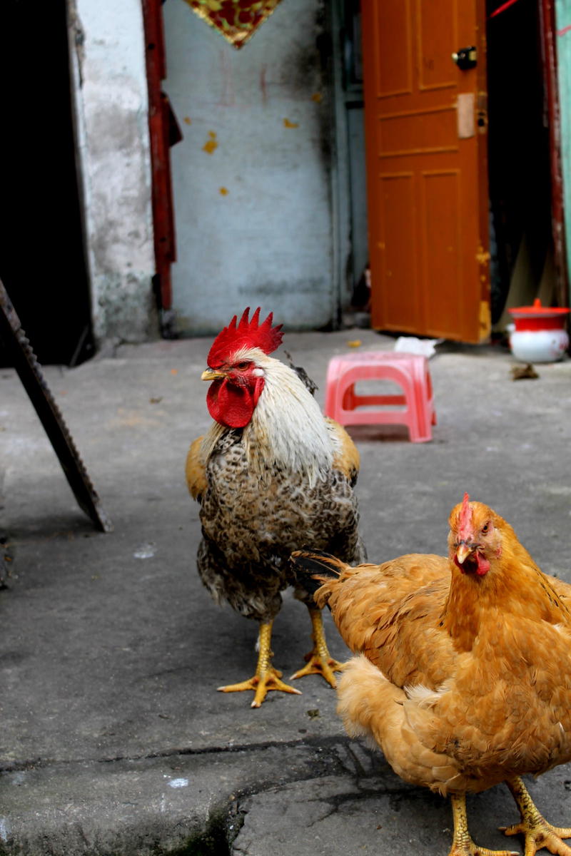 a group of chickens standing on a sidewalk