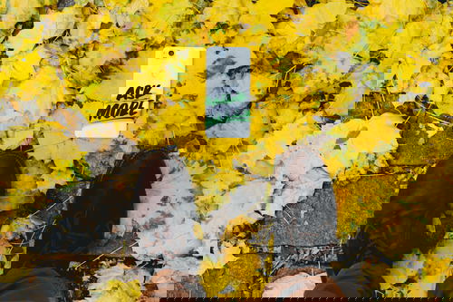 A Google Live Case on yellow leaves and mens brown shoes