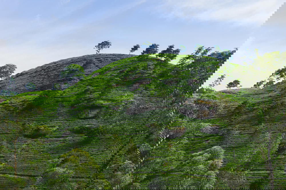 A green hill with trees on it.