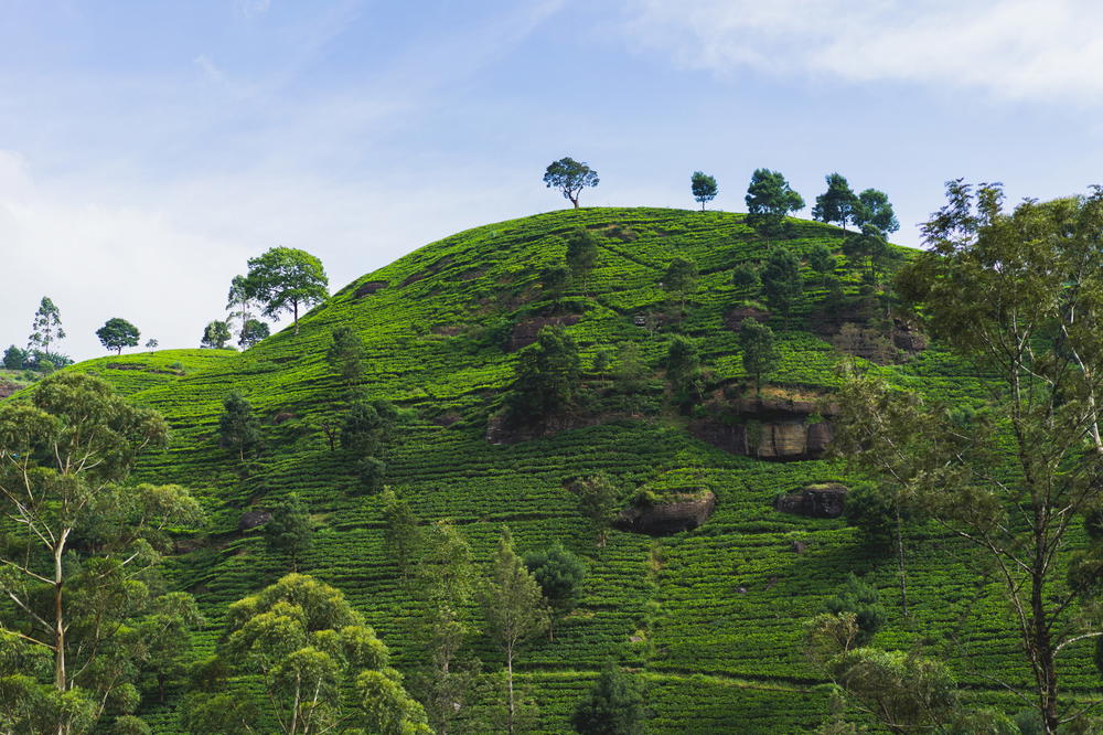 A green hill with trees on it.