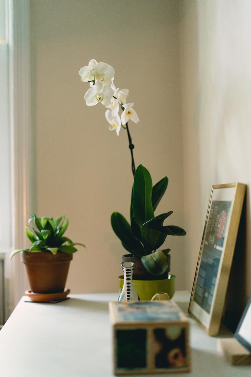 A white desk with a plant on it.