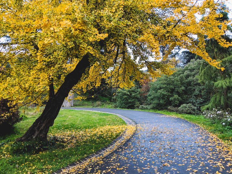 Yellow tree with leaves that have fallen on a curved path