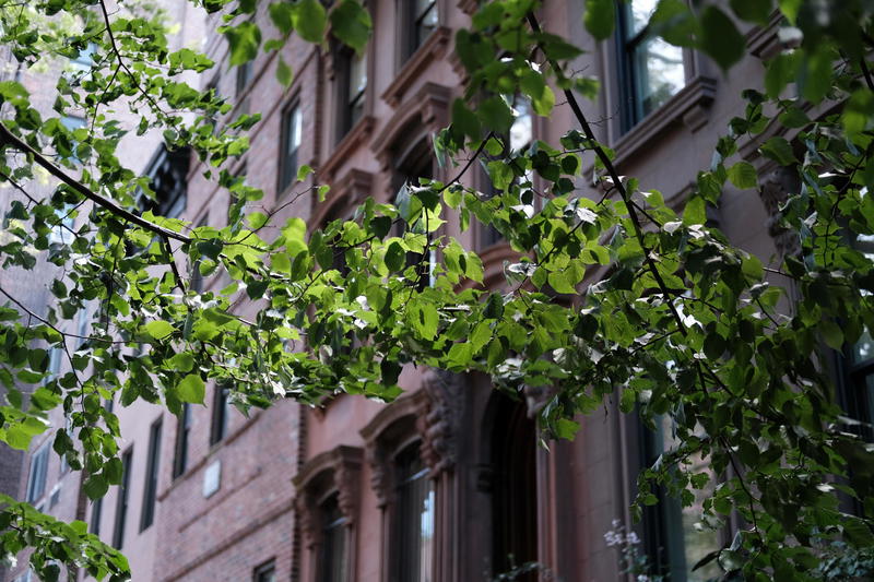 A tree in front of a building with green leaves.