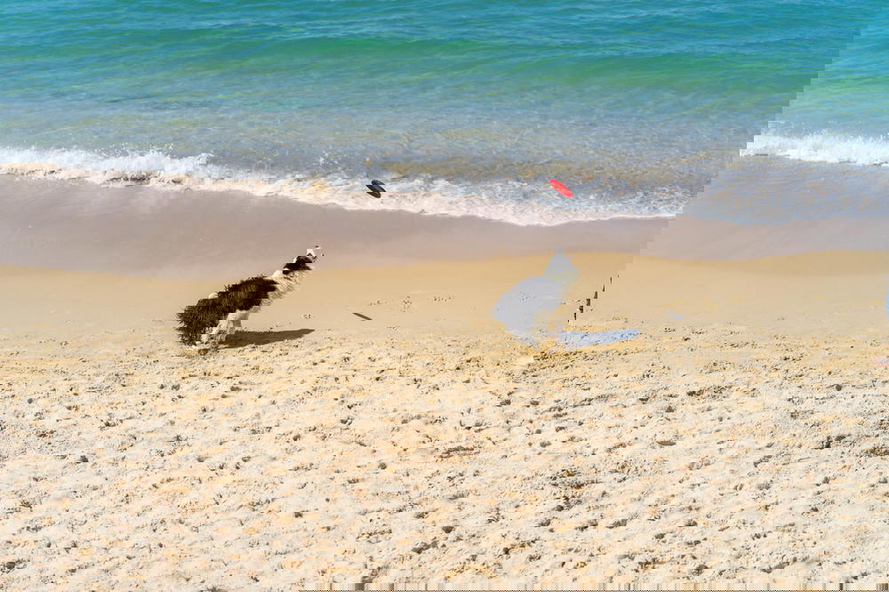Dog catching a frisbee in the sand