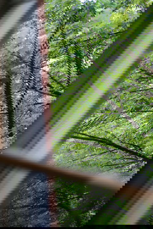 View of green oak tree leaves through a window in a brick wall