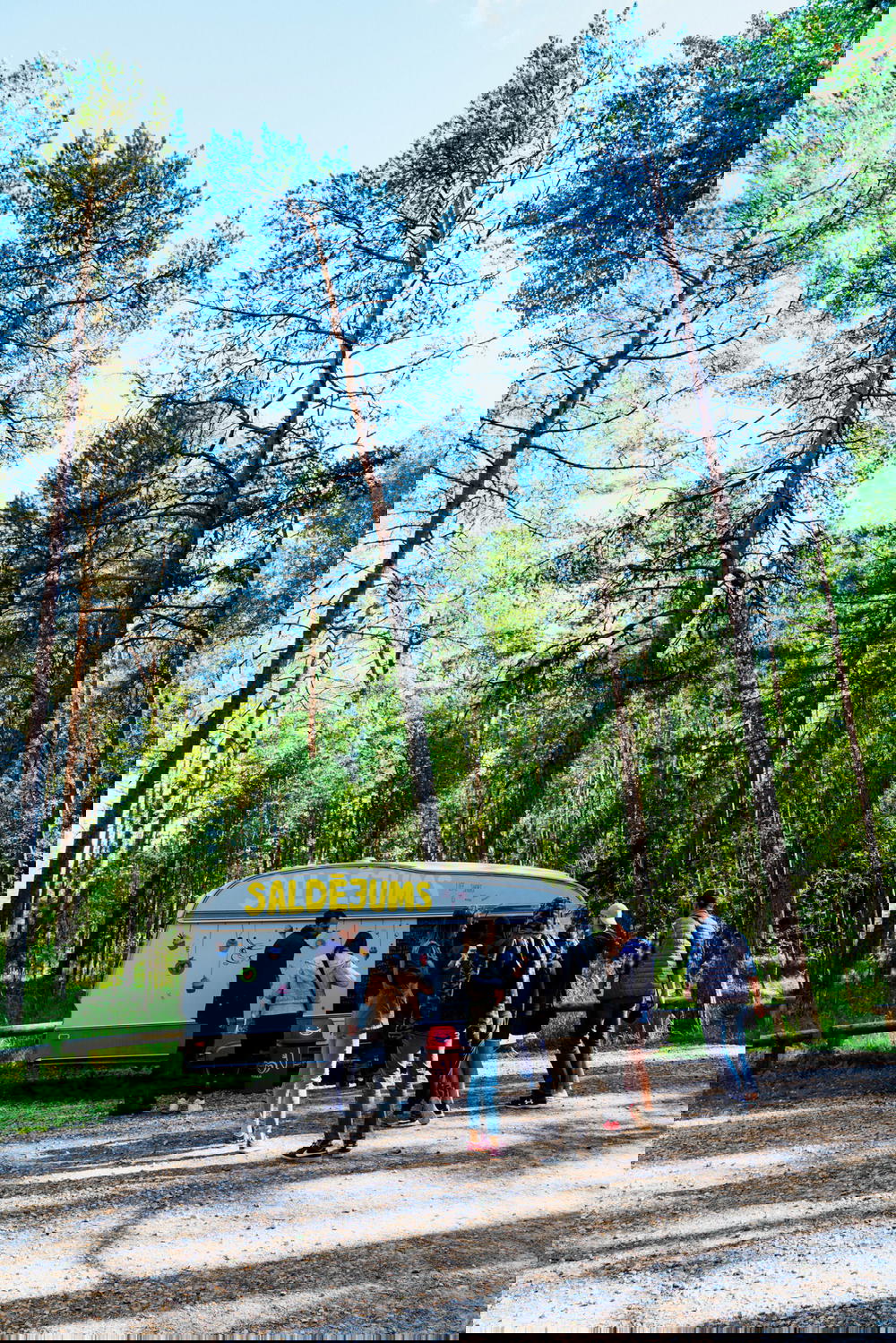 Cute food truck parked next to tall trees in national park