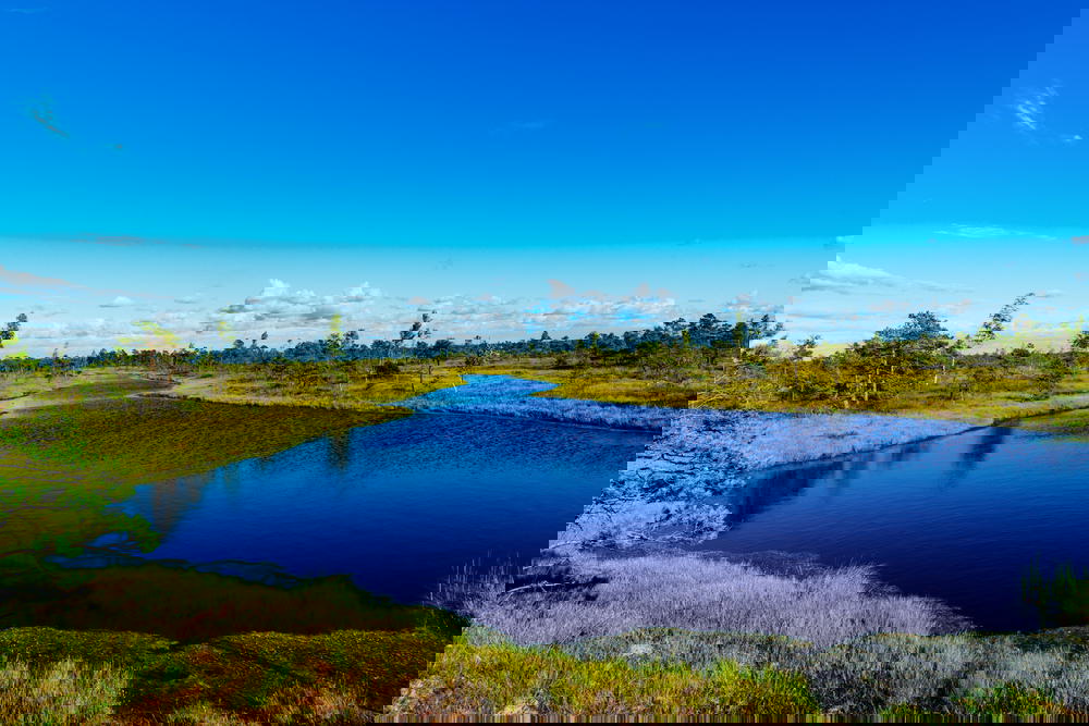 Bright blue lakes among the bog in Latvia