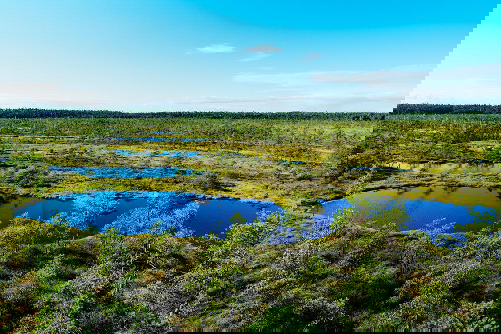Small blue ponds among bog and swamp