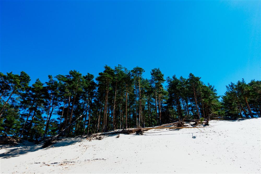 White sand beach next to a lake in Latvia