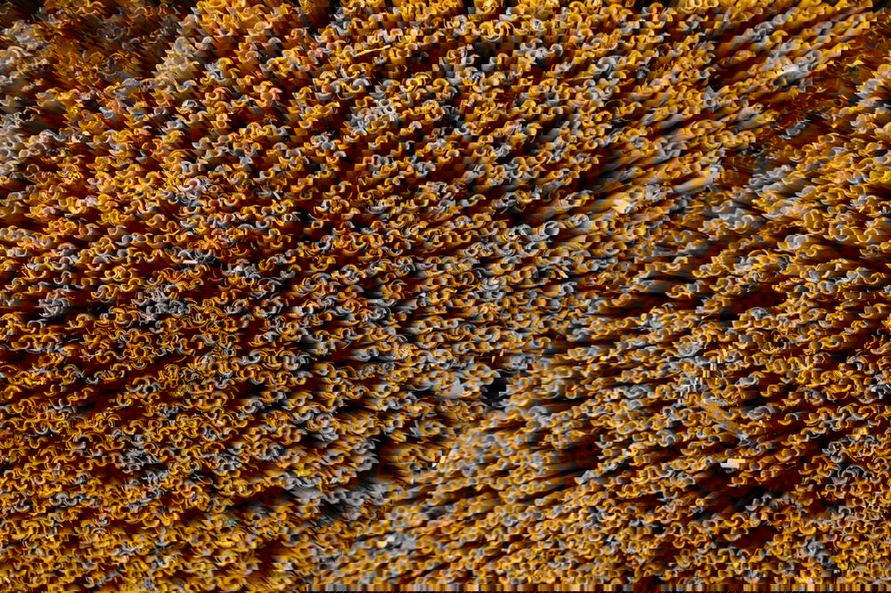 Close up shot of wood bristles