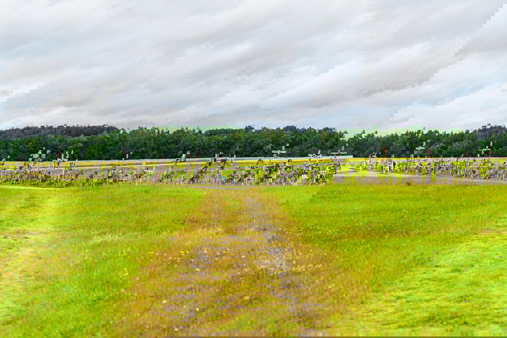 View of more crosses from afar across green grass