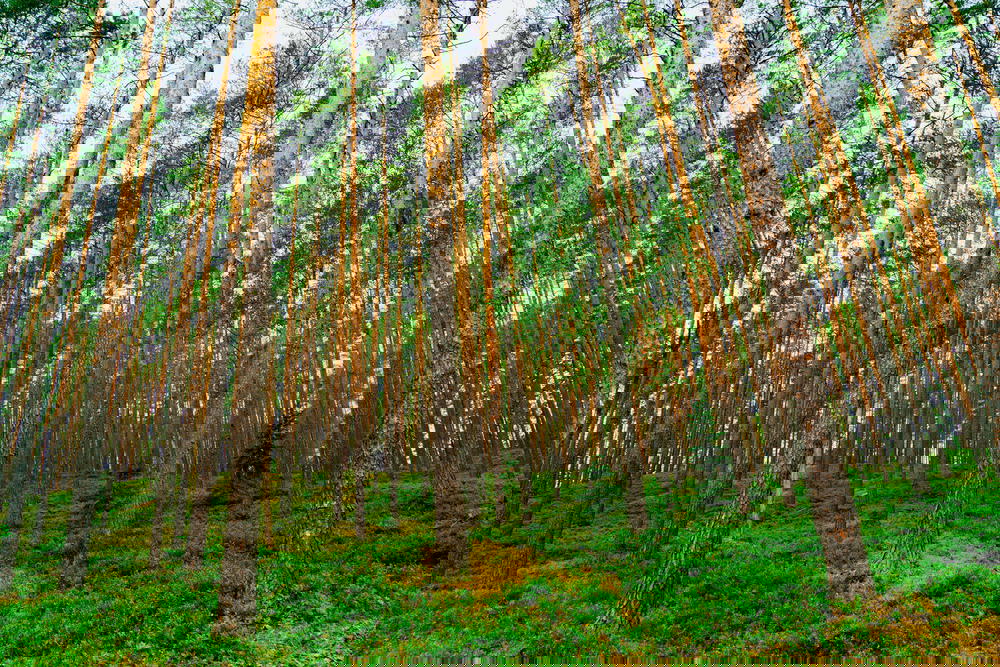 Tall pine trees in a forest.