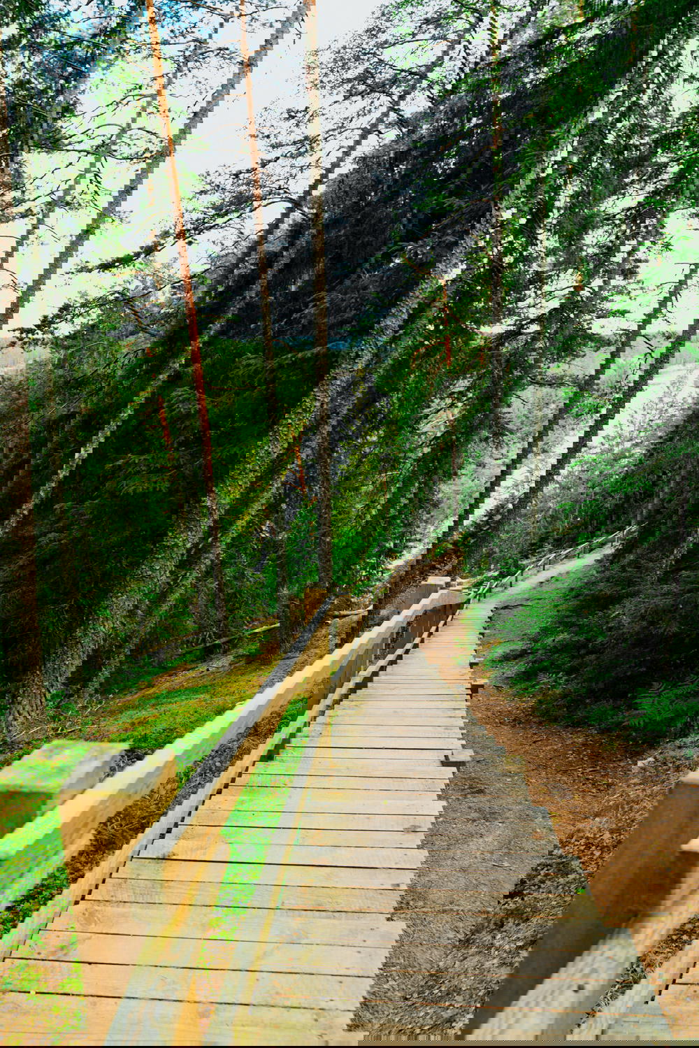 A wooden walkway leading into a forest.
