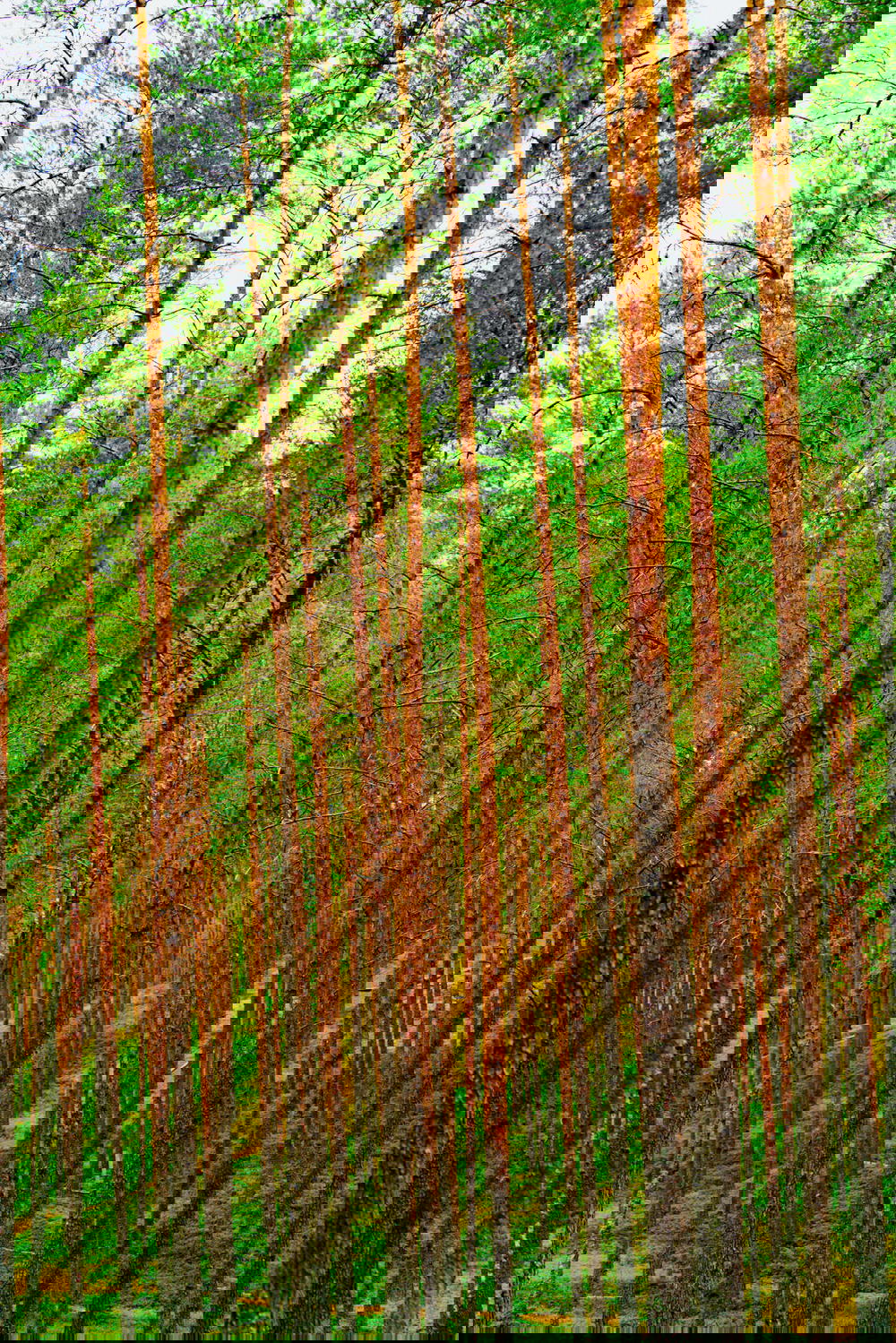 A picture of a forest with many trees.