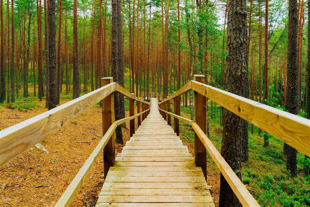 A wooden bridge in a forest.